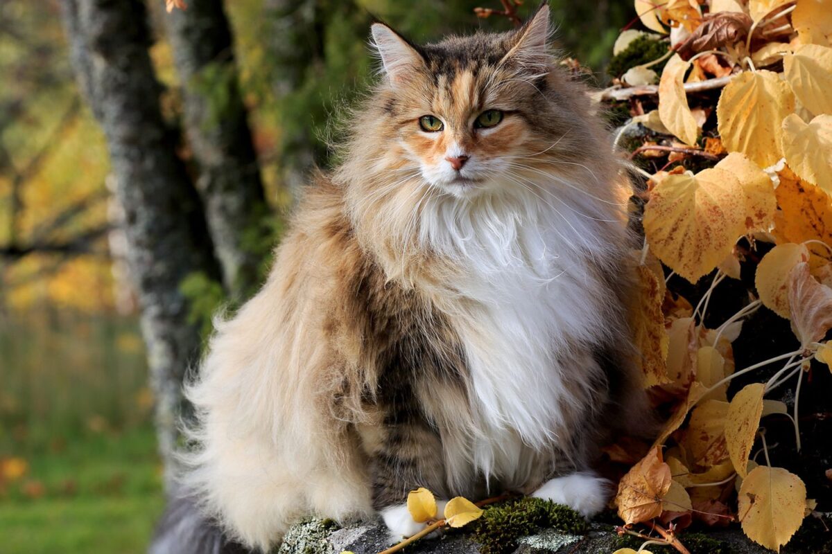 Γάτα του Νορβηγικού Δάσους: Κοστίζει όσο ένα αυτοκίνητο - Χαρακτήρας ...